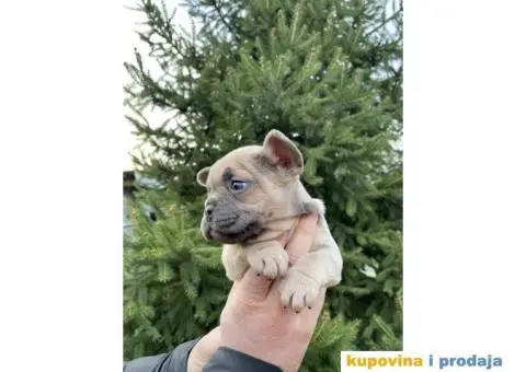 Francuski Buldog Exotic - 2/8