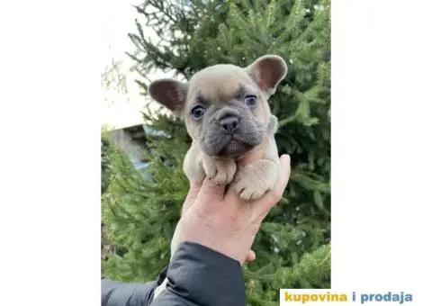 Francuski Buldog Exotic - 3/8