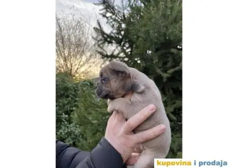 Francuski Buldog Exotic - 4/8