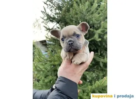 Francuski Buldog Exotic - 5/8