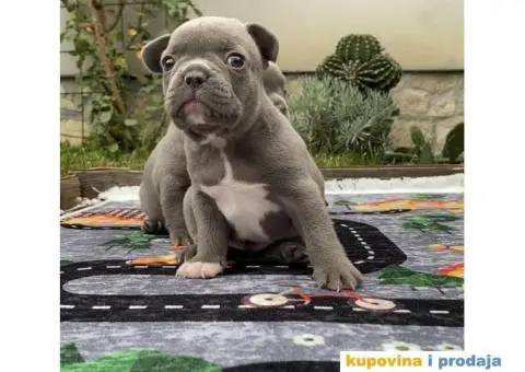 Francuski Buldog Exotic - 6/8