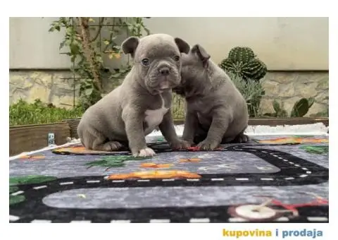 Francuski Buldog Exotic - 7/8