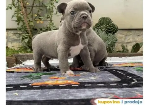 Francuski Buldog Exotic - 8/8