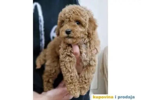 Toy pudlice spremne su za preuzimanje - 3/6