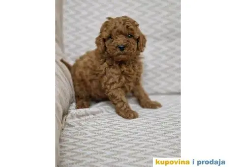 Toy pudlice spremne su za preuzimanje - 5/6