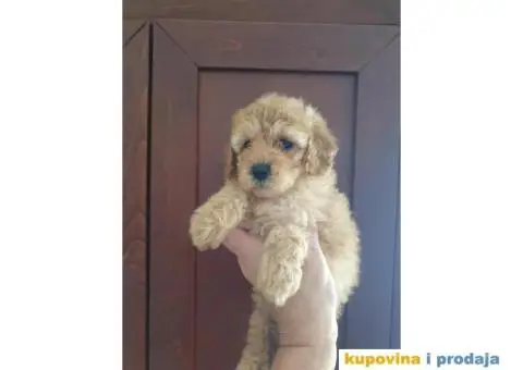 Toy pudlice spremne su za preuzimanje - 6/6