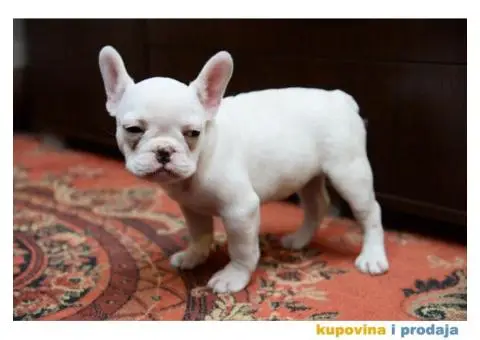 Francuski Buldog Exotic - 2/4