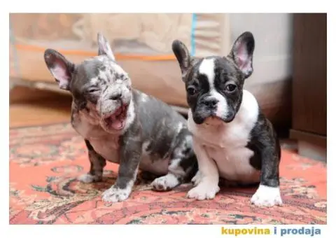 Francuski Buldog Exotic - 3/4