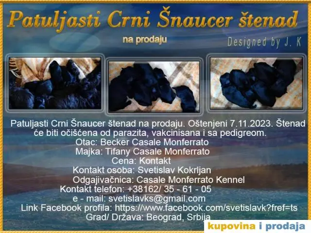 Patuljasti Crni Šnaucer - 1