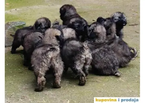 ŠARPLANINAC  stenci   Odlicne genetike. Raša, Ruma - 1/12