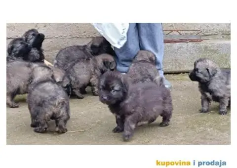 ŠARPLANINAC  stenci   Odlicne genetike. Raša, Ruma - 2/12