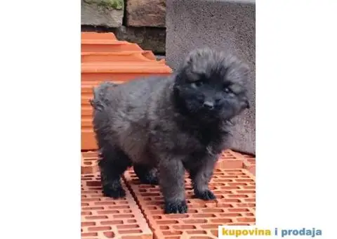 ŠARPLANINAC  stenci   Odlicne genetike. Raša, Ruma - 3/12