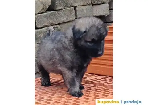 ŠARPLANINAC  stenci   Odlicne genetike. Raša, Ruma - 4/12