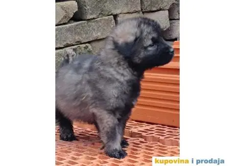 ŠARPLANINAC  stenci   Odlicne genetike. Raša, Ruma - 5/12