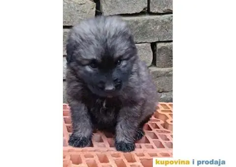 ŠARPLANINAC  stenci   Odlicne genetike. Raša, Ruma - 6/12