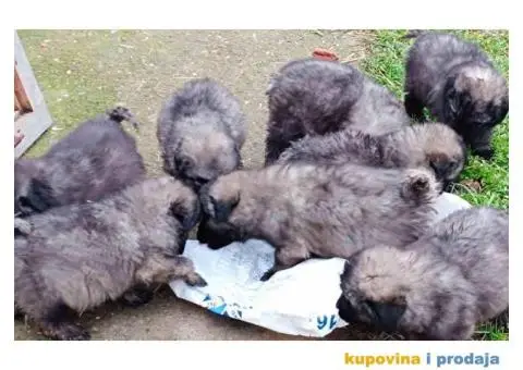 ŠARPLANINAC  stenci   Odlicne genetike. Raša, Ruma - 7/12