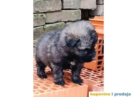 ŠARPLANINAC  stenci   Odlicne genetike. Raša, Ruma - 8/12