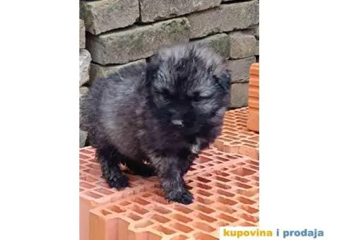 ŠARPLANINAC  stenci   Odlicne genetike. Raša, Ruma - 9/12