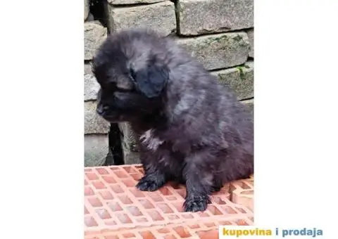 ŠARPLANINAC  stenci   Odlicne genetike. Raša, Ruma - 10/12