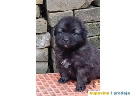 ŠARPLANINAC  stenci   Odlicne genetike. Raša, Ruma - 11/12