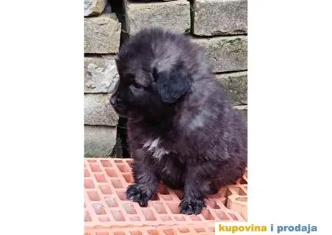 ŠARPLANINAC  stenci   Odlicne genetike. Raša, Ruma - 12/12