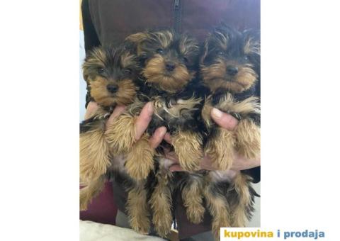 Na prodaju stenad JORKSIRSKOG  terjera - 1/5