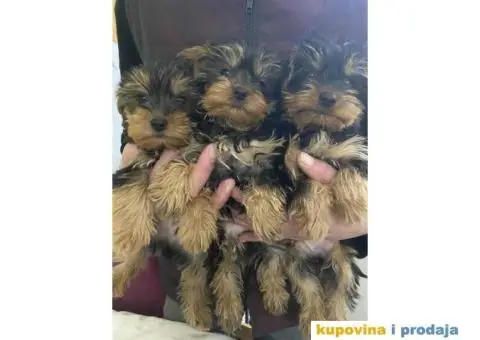 Na prodaju stenad JORKSIRSKOG  terjera - 1/5