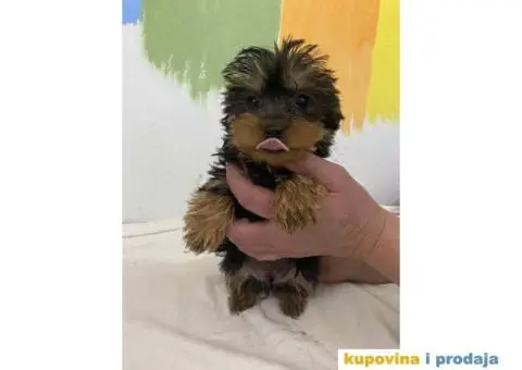 Na prodaju stenad JORKSIRSKOG  terjera - 2/5