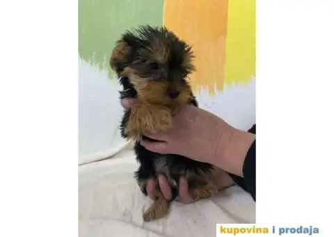 Na prodaju stenad JORKSIRSKOG  terjera - 3/5