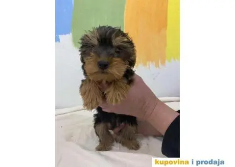 Na prodaju stenad JORKSIRSKOG  terjera - 4/5