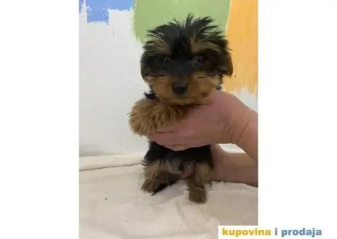 Na prodaju stenad JORKSIRSKOG  terjera - 5/5