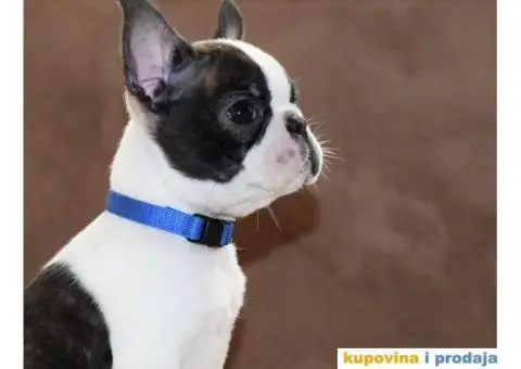 Boston Terijer PRELEPI stenci - 1/13