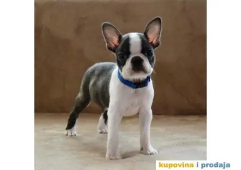 Boston Terijer PRELEPI stenci - 2/13