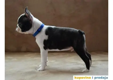 Boston Terijer PRELEPI stenci - 4/13