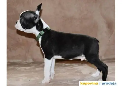 Boston Terijer PRELEPI stenci - 5/13