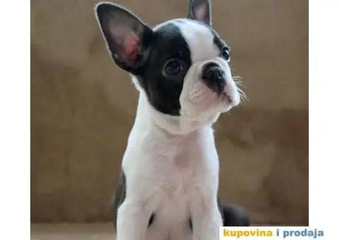 Boston Terijer PRELEPI stenci - 7/13