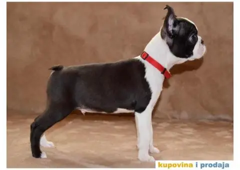 Boston Terijer PRELEPI stenci - 8/13