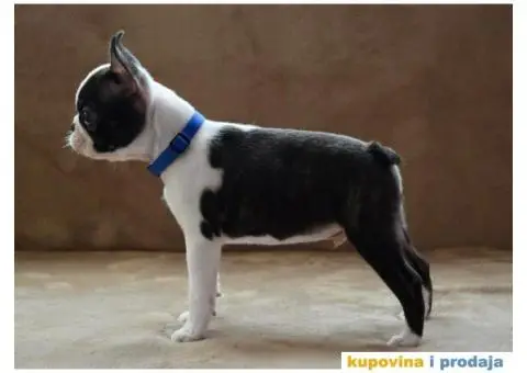 Boston Terijer PRELEPI stenci - 9/13