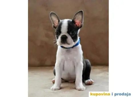 Boston Terijer PRELEPI stenci - 10/13