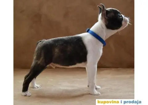 Boston Terijer PRELEPI stenci - 11/13