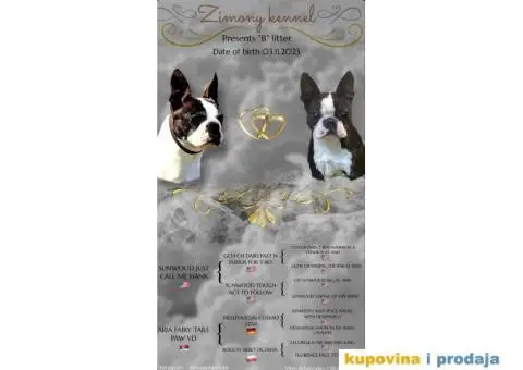 Boston Terijer PRELEPI stenci - 12/13