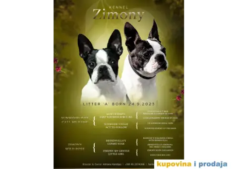 Boston Terijer PRELEPI stenci - 13/13