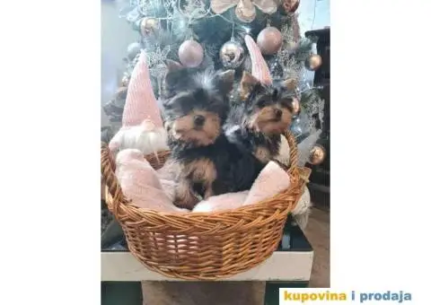 Mini JORKSIRSKI terijeri spremni za preuzimane - 1/6