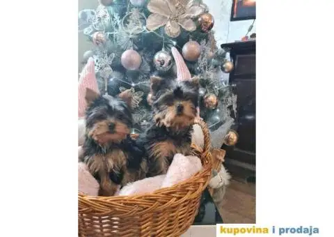 Mini JORKSIRSKI terijeri spremni za preuzimane - 2/6