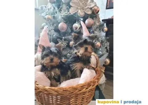 Mini JORKSIRSKI terijeri spremni za preuzimane - 3/6