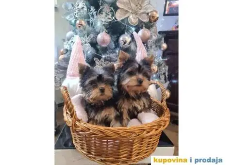 Mini JORKSIRSKI terijeri spremni za preuzimane - 4/6