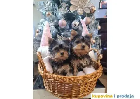 Mini JORKSIRSKI terijeri spremni za preuzimane - 5/6