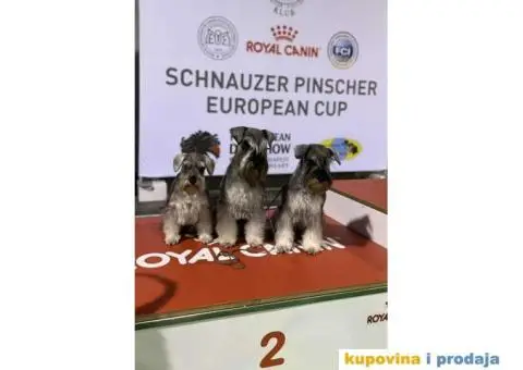 Odgajivacnica PATULJASTIH SNAUCERA Biber so - 3/6