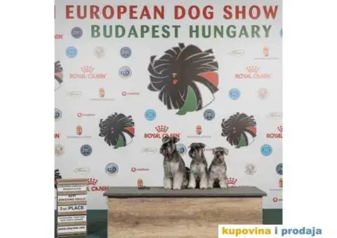 Odgajivacnica PATULJASTIH SNAUCERA Biber so - 6/6