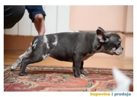 Francuski Buldog Exotic - 1/4